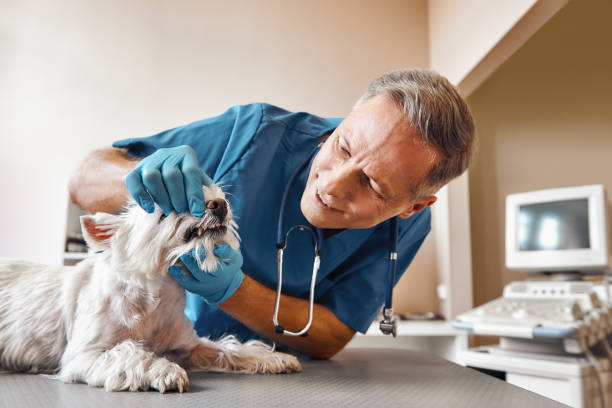 Best Chipped Tooth Repair Near Me  in La Cresta, CA